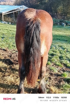 Vând armăsar frumos - imagine 3