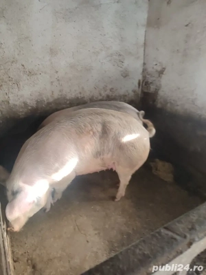 vand porci de sacrificat - imagine 3