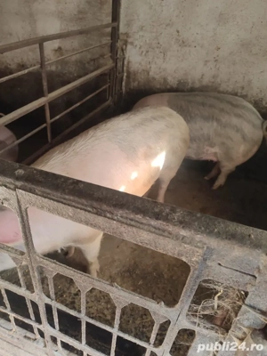 vand porci de sacrificat - imagine 4