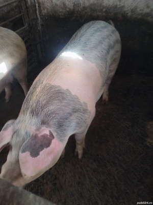 vand porci de sacrificat - imagine 5