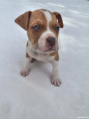 american bully ABKC  - imagine 5