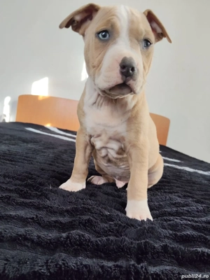 american bully ABKC  - imagine 4