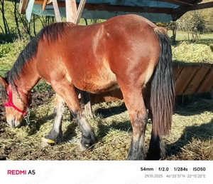 Vând armăsar frumos - imagine 5