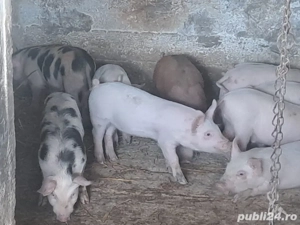 Vand purcei de 8 saptamani