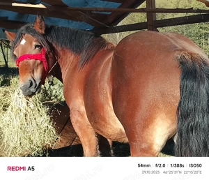 Vând armăsar frumos - imagine 4