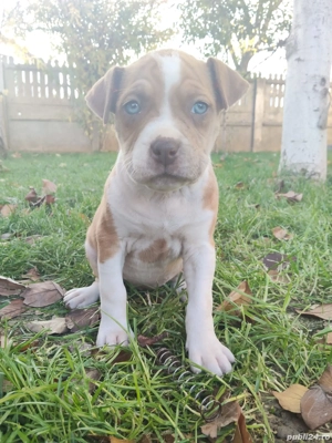 Pentru  famili iubitore de animale - imagine 5