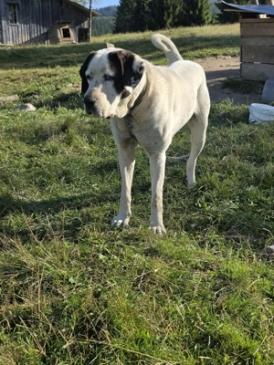 Femela 3 ani metis alabai de vanzare