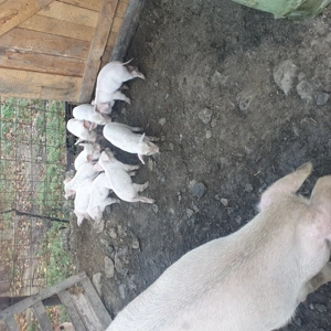 Vând purceaua cu purcei 