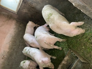 Soldani de vanzare - imagine 2