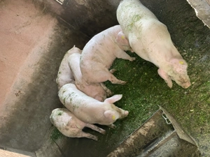 Soldani de vanzare - imagine 3