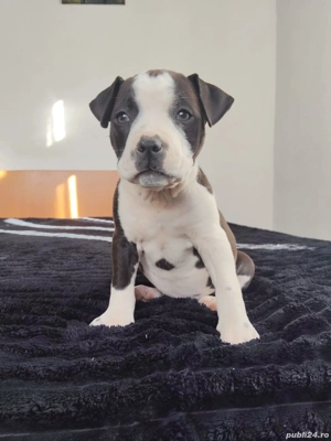 cautam stapani iubitori  - imagine 4