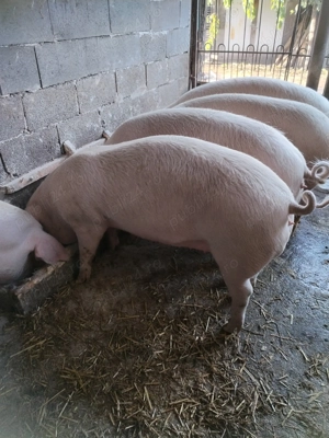  Vând Porci grași 