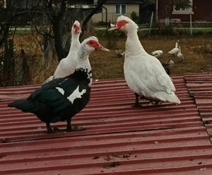 De vanzare gaste rate pekin rate mute 