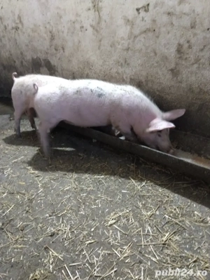 vand purcei (soldanei )