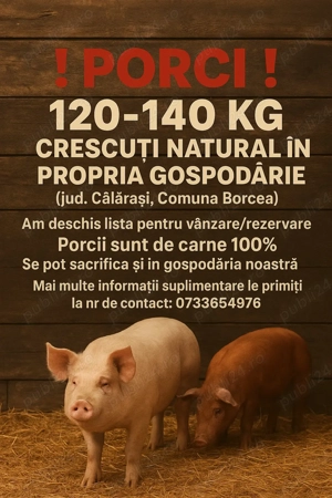 Porci de vânzare 120-140 kg