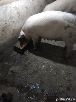 vand scroafa - imagine 2