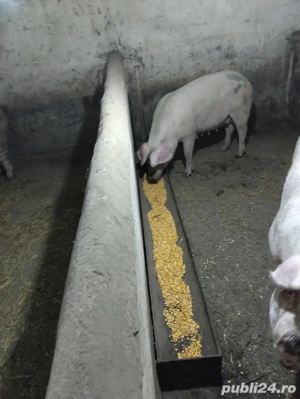 vand scroafa - imagine 3