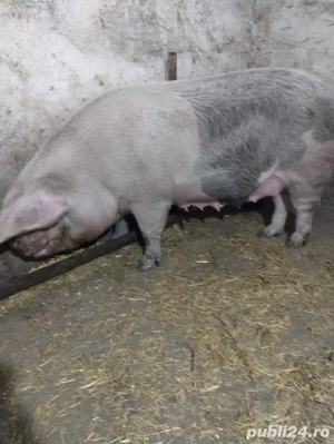 vand scroafa  - imagine 3