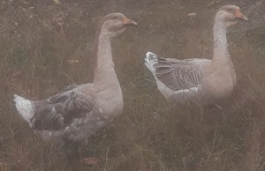 Gâscani de vânzare