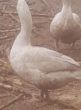 Gâscani de vânzare - imagine 2