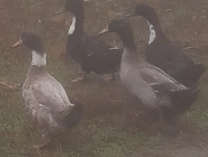 Rățoi românești și cocoși de țară