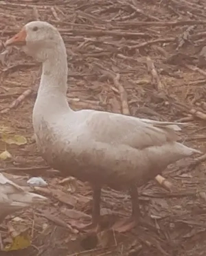 Gâscani de vânzare - imagine 3