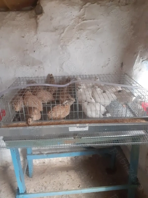 Prepelițe ouătoare 