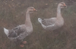 Gâscani de vânzare - imagine 4