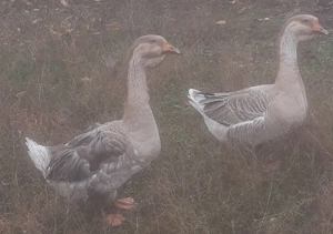 Gâscani de vânzare - imagine 5