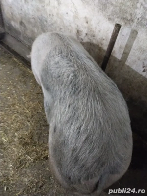 vand scroafa  - imagine 2