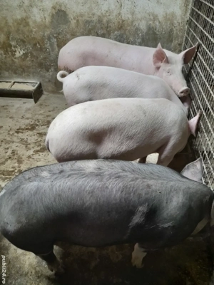 Vind godinasi Marele Alb si Marele Alb cu Pietrean.  - imagine 3