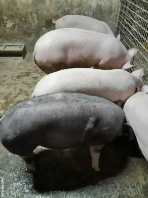 Vind godinasi Marele Alb si Marele Alb cu Pietrean. 