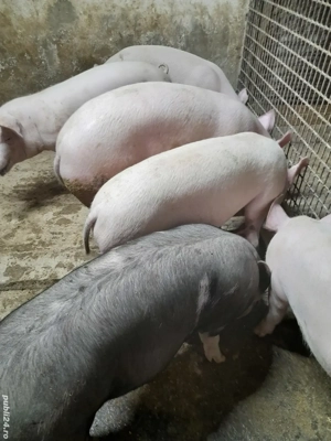 Vind godinasi Marele Alb si Marele Alb cu Pietrean.  - imagine 2