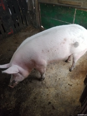 Porci de vinzare - imagine 3
