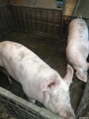 Porci de vinzare - imagine 4