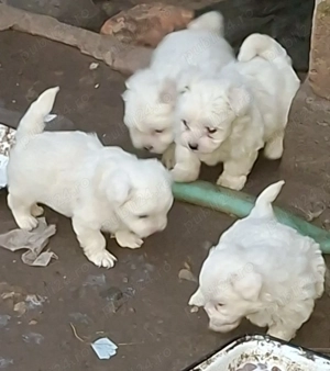 Bichon Maltez mini - imagine 2
