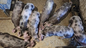 purcei Pietrain de vanzare