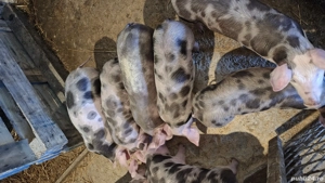 purcei Pietrain de vanzare - imagine 4