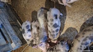 purcei Pietrain de vanzare - imagine 3