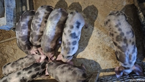 purcei Pietrain de vanzare - imagine 5