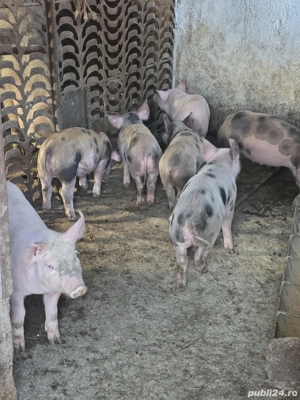 vand purcei - imagine 2