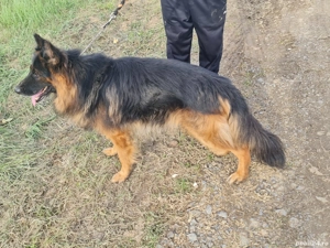 Donez ciobănesc german cu păr lung  - imagine 4