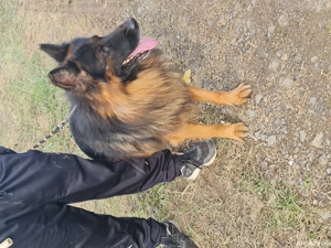 Donez ciobănesc german cu păr lung  - imagine 3