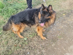 Donez ciobănesc german cu păr lung  - imagine 5