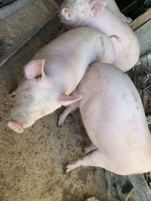 Porci de vanzare bio