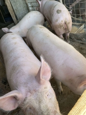 Porci de vanzare 15 lei kg - imagine 3