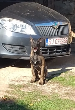 Donez câine ciobănesc belgian