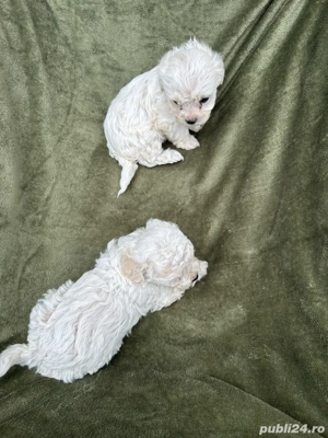 Bichoi Frize - imagine 4