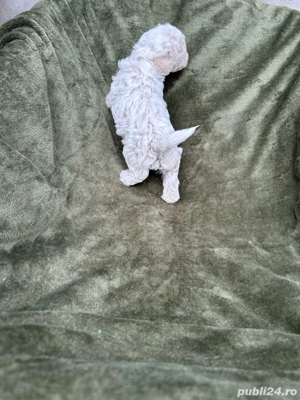 Bichoi Frize - imagine 5