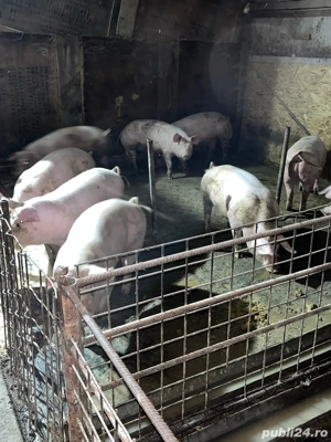 porci de vanzare  - imagine 5